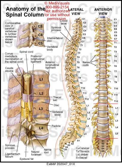 Spinal Cavity Diagram