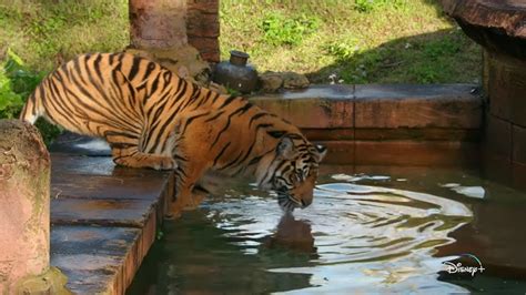 Keeping A Sumatran Tiger Healthy At Disneys Animal Kingdom The Kid