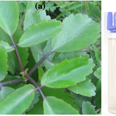 A Photograph Of Miracle Plant And B Miracle Leaf Extract Download