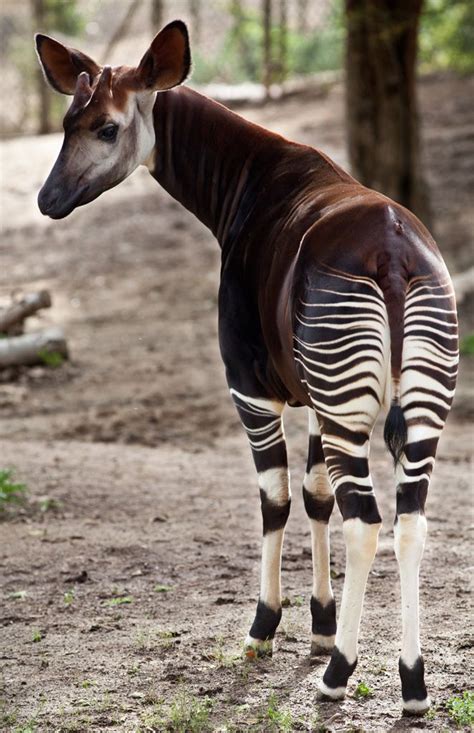 Okapi Animals Unusual Animals Extinct Animals