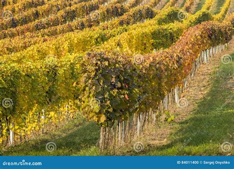 Rows And Colored Lines Of Vineyard In Autumn Day Stock Photo Image Of