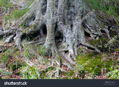 Oak Tree With Roots Wallpapers Gallery