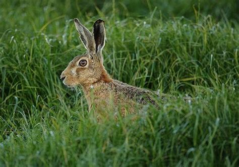 Brown Hare In Rye Grass Evening Suffolk Lepus Europaeus Mikerae