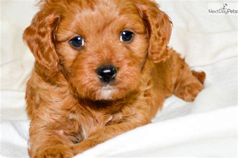 A lap dog who can keep up fully with the big dogs. Firecracker: Cavapoo puppy for sale near Southern Illinois ...