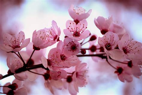 Lovely Shinygirls Site Cherry Blossom Prunus Serrulata Sakura さくら