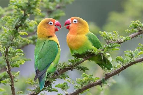 9 Types Of Lovebird Species With Pictures Pet Keen
