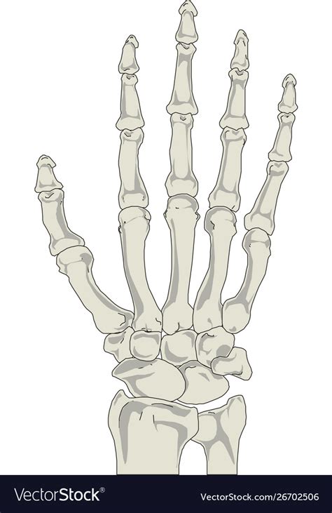 Human Hand Bones Anatomy Royalty Free Vector Image
