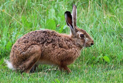 Animal Folklore Chasing Hares Through Stories Myth And Legend