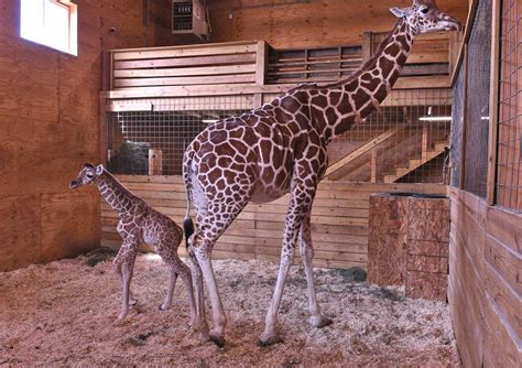 Last Chance To See April The Giraffes Baby In Upstate Ny Tajiri