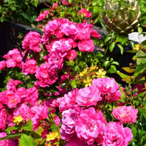 Pink Flower Carpet Procumbent Rose Harrod Horticultural