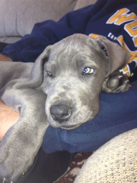Gus the greatblue Great Dane puppy. Loving his eyes | Great dane puppy, Great dane, Blue 