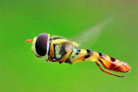 Insectos Aéreos Características Alimentación Hábitat Reproducción