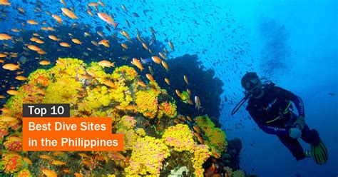 Top 10 Best Dive Sites In The Philippines Tourist Spots Finder
