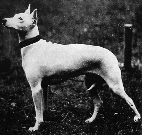 Your Bull Terriers Extinct Ancestor The English White Terrier