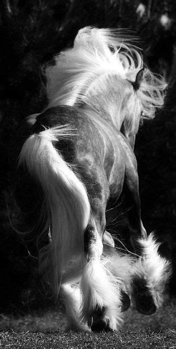 Pin By Marisa Renegar Smith On Cheval Horses Pretty Horses Animals
