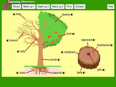 Trees And Their Parts English