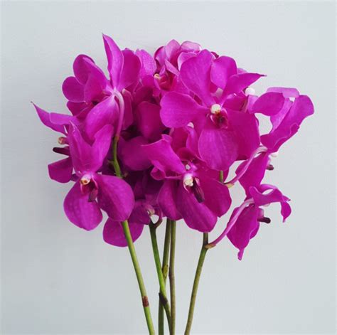 Orchids T And G Flower Growers