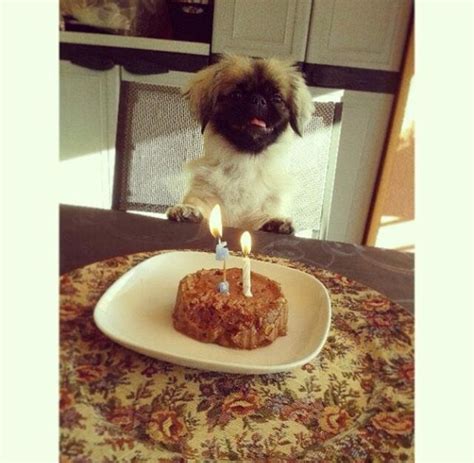 Pin By Ruzica Timon Josic On My Pets Birthday Candles Food Beef