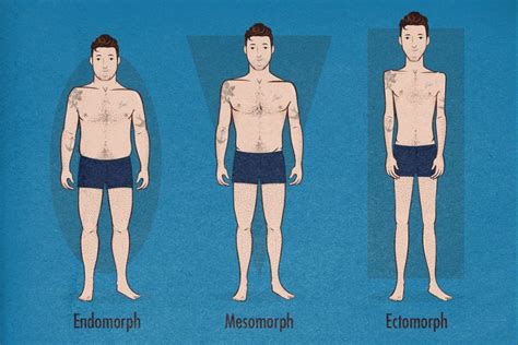 The Male Body Types Ectomorph Endomorph Mesomorph Ectomorph Body