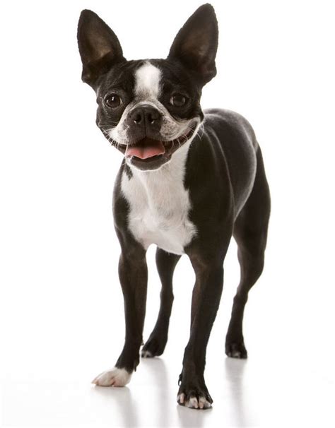 Many of the dogs and puppies that come through our program have special requirements for the continuation of their care. French Bulldog Rescue Jacksonville Fl | Top Dog Information