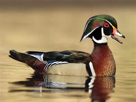 Wood Duck Identification All About Birds Cornell Lab Of Ornithology