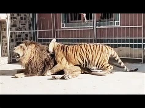 متظاهرون يقتحمون السياج الحدودي بين لبنان وإسرائيل والجيش الإسرائيلي يطلق عليهم النار. راحت هيبة الأسد_أنثى النمر تحطم هيبة الأسد 😂😂 - YouTube