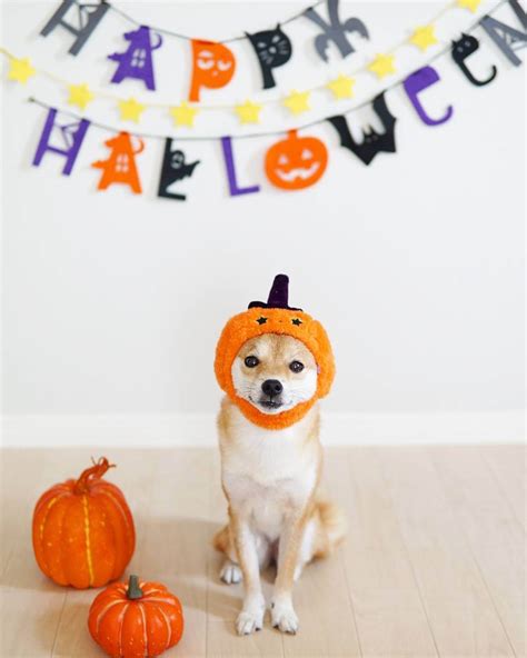 15 Pics That Prove Shiba Inu Always Win At Halloween The Dogman
