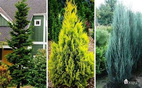 Narrow Evergreen Trees Myplant