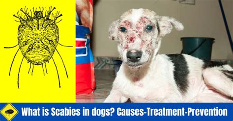 What Is Scabies In Dogs 5 Causes And How To Prevent