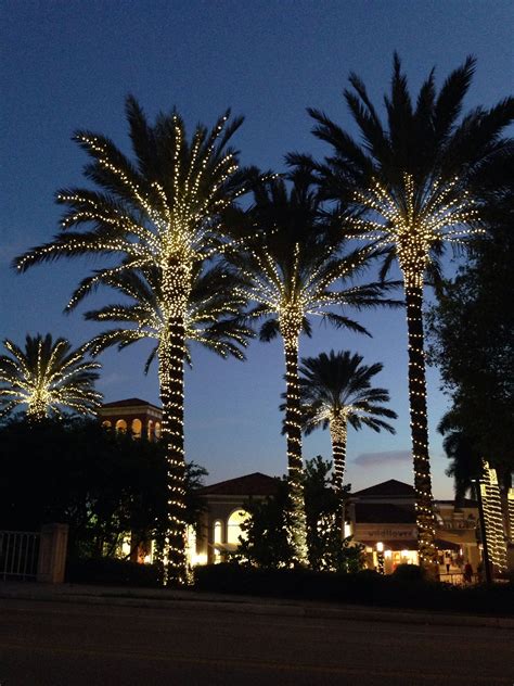 Lights On Palm Trees Palm Tree Lights Outdoor Christmas Lights