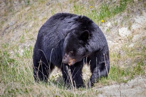 This Bc Archipelago Has The Largest Black Bears In The World