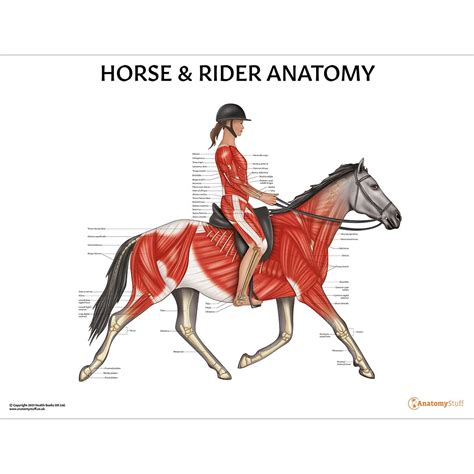 Horse Rider Anatomy Poster Horse Riding Anatomical Chart