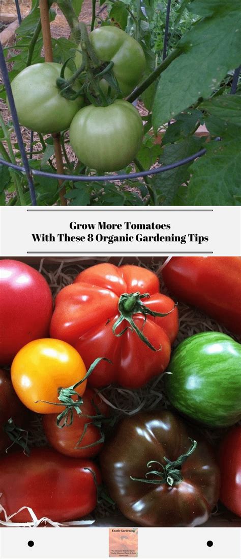 Grow More Tomatoes With These 8 Organic Gardening Tips