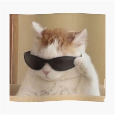 Cat Wearing Sunglasses Meme Ubicaciondepersonas Cdmx Gob Mx