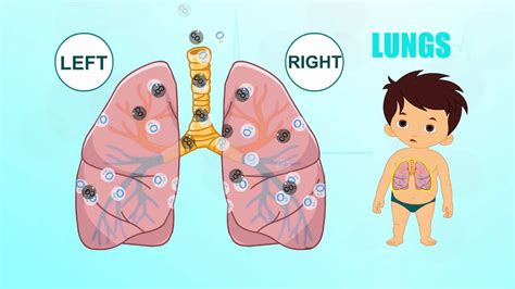 With these cards young kids might struggle while looking for a small colorful circle especially if the classroom is quite big. Lungs | Human Body Parts | Pre School | Animated Videos ...