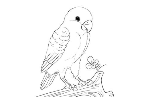Download Sketsa Gambar Burung Lovebird Ini Jenis Jenisnya