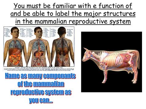 Ppt Livestock Reproductive Systems Powerpoint Presentation Free