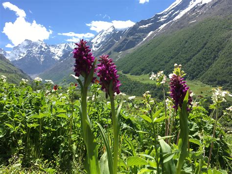 A himalayan legend of a love struggling against the inevitability of death is an astonishing tale that spans from the early 19th centur. File:"Flowers Blossom at Valley of Flowers Chamoli, India ...