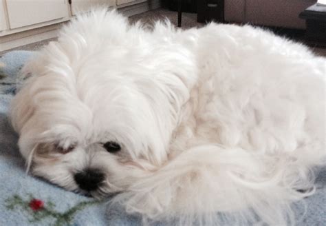 Mia Loves To Sleep Teacup Puppies Maltese Maltipoo Puppy Maltese Puppy