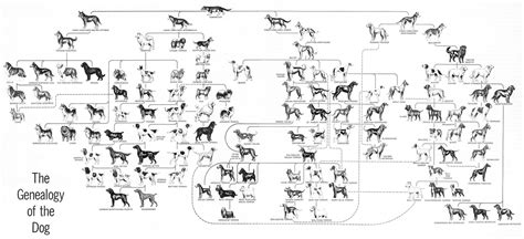 Genealogy Of The Dog Wonderful Chart From An Old Life Nature Library