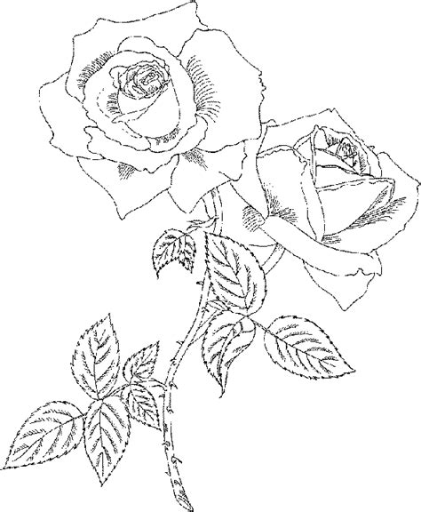 It is used widely in bouquets and flower arrangements. Roses Flower Coloring Pages