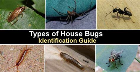 25 Types Of House Bugs With Pictures Identification Guide
