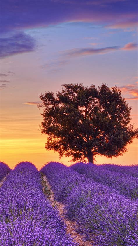 Lavender Fields In Provence Wallpaper For 1080x1920