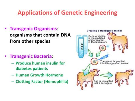 A mouse's organism can easily manipulate new genetic information within its cells. PPT - Why do these pigs glow in the dark? PowerPoint Presentation - ID:2100911