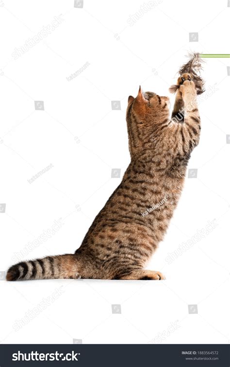 Tabby British Cat Grabbing Cat Wand Stock Photo 1883564572 Shutterstock