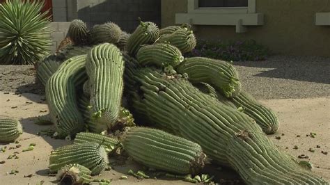 Saguaro Cactus Removal Apache Junction Az 85220 85218