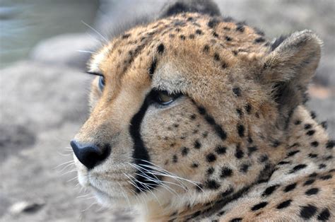 Cheetah Profile Photograph By Teresa Blanton Fine Art America
