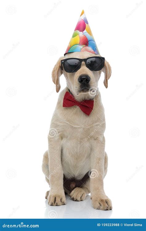 Cool Labrador Retriever Puppy Wearing Birthday Hat Sunglasses And