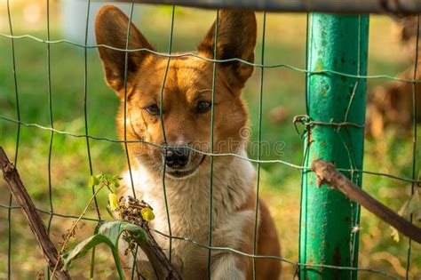 Dog Behind The Fence Looking At Someone Else`s Yard Portrait Of A Corgi