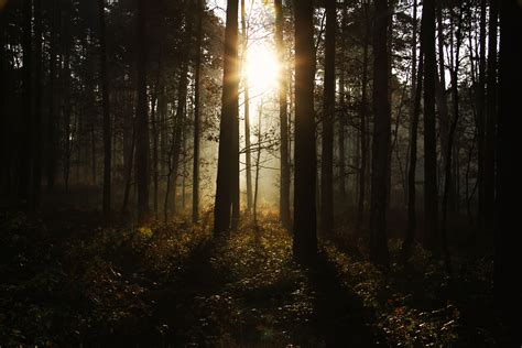 Dark Forest Night Forest Forest